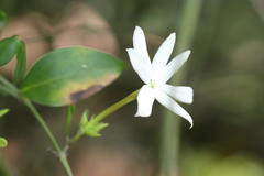 Jasminum cuspidatum